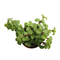 2" Portulacaria Afra Green Mini Jade